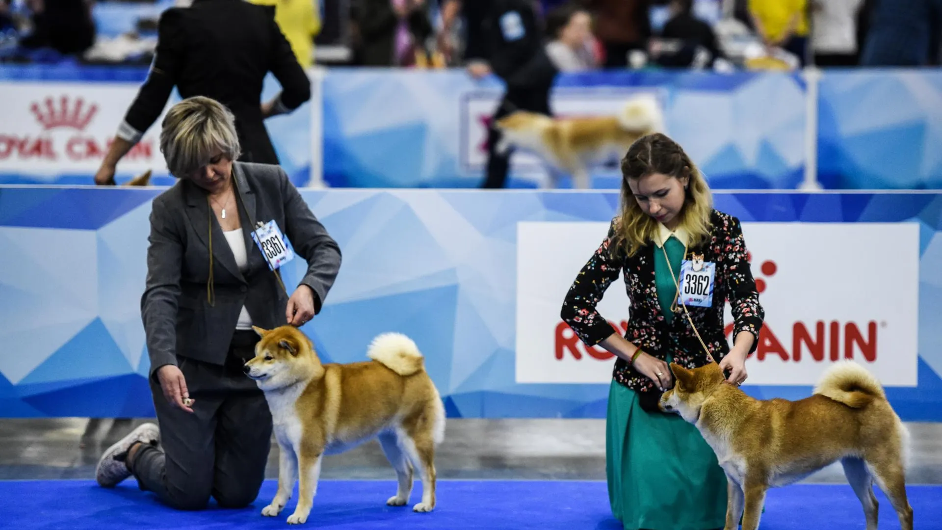 В Москве пройдет крупнейшая выставка собак «Евразия 2023»