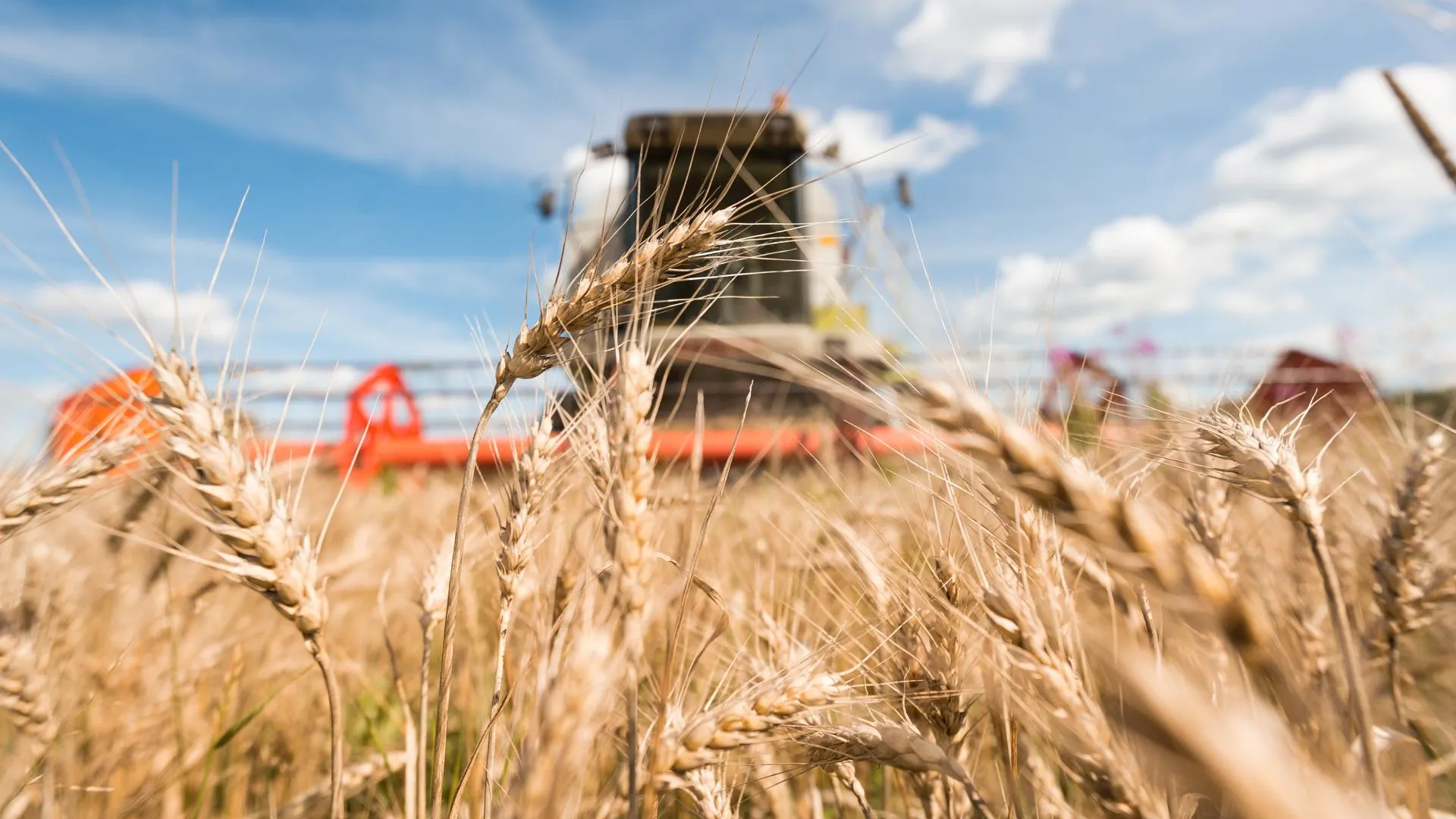 Эксперт Кикевич усомнился в возможности гуманитарной катастрофы из‑за роста цен на пшеницу