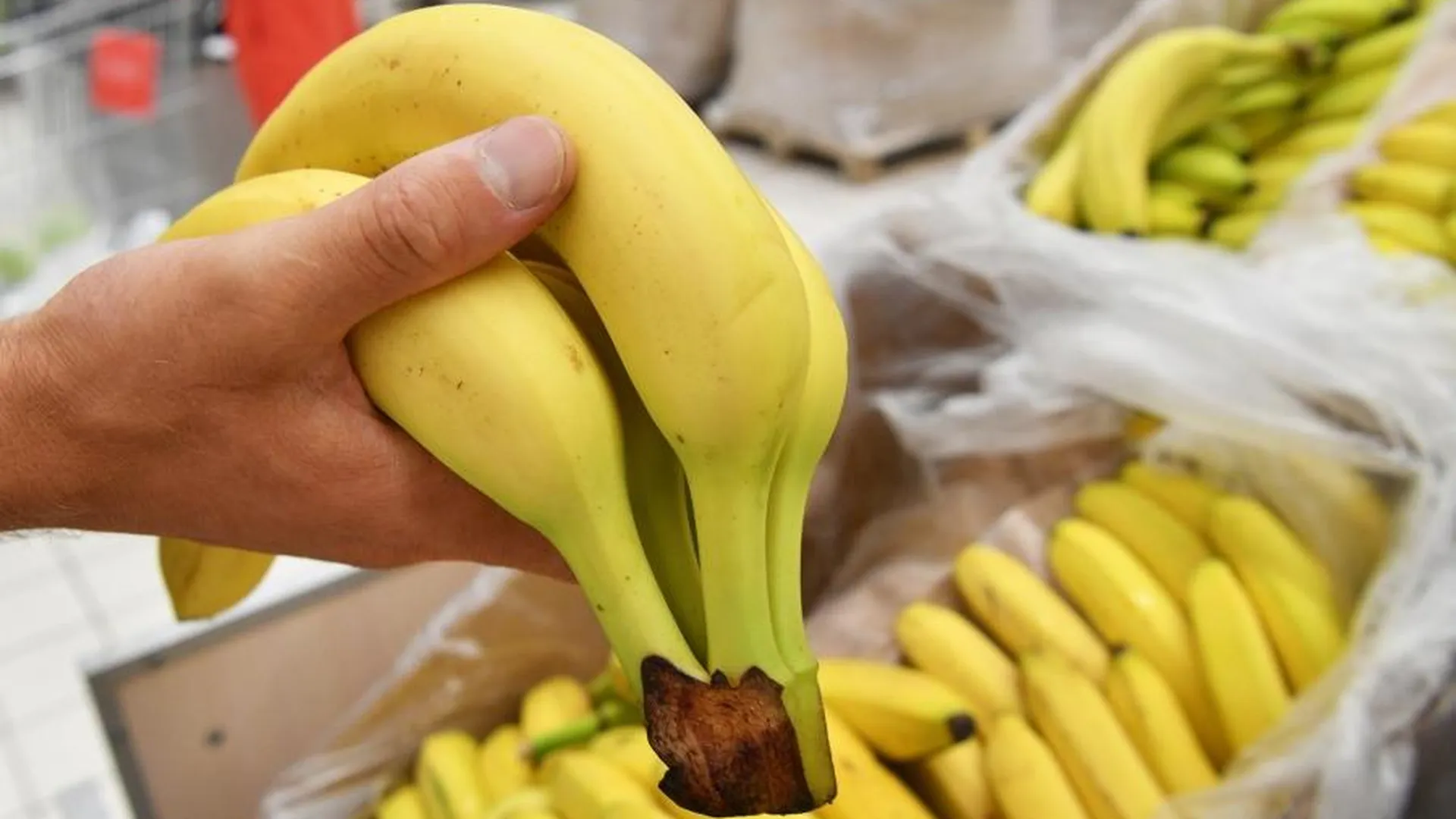 Ритейлеры пытаются снизить зависимость импорта бананов в РФ от Эквадора