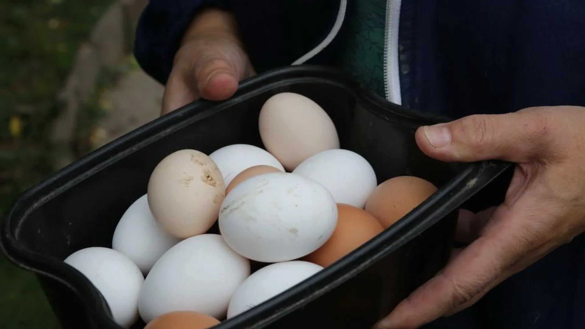 В Омской области ищут организатора свалки куриных яиц
