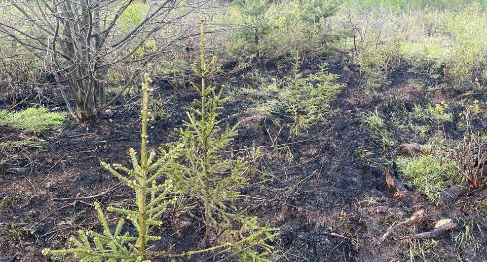 Лесной пожар устранили на территории округа Фрязино