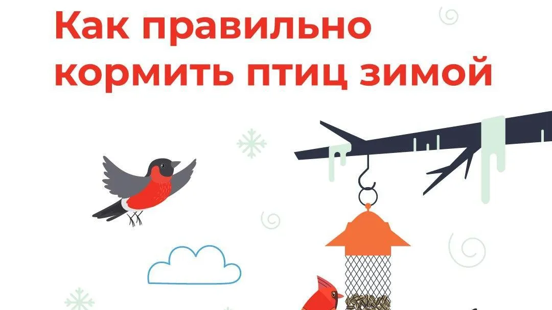 В Подмосковье рассказали, чем кормить птиц зимой