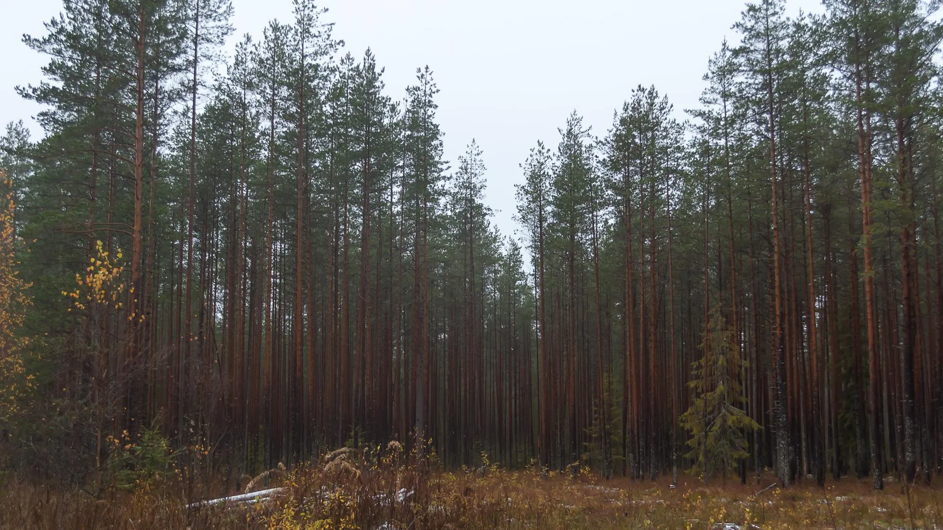 Порядка 6,2 тыс гектаров леса планируется восстановить в Подмосковье в 2017 г
