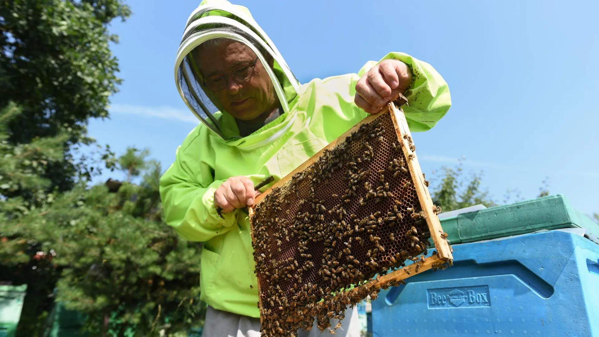 Пасека ульи. Пасека. Пчеловод мультяшный. Труд пчеловода. Пчеловод (пасечник) профессия.