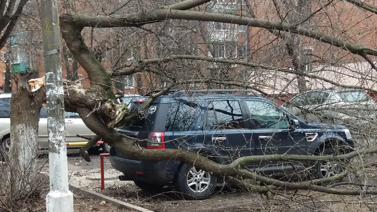 Упавшие из‑за ветра деревья повредили 2 автомобиля в Подольске | РИАМО