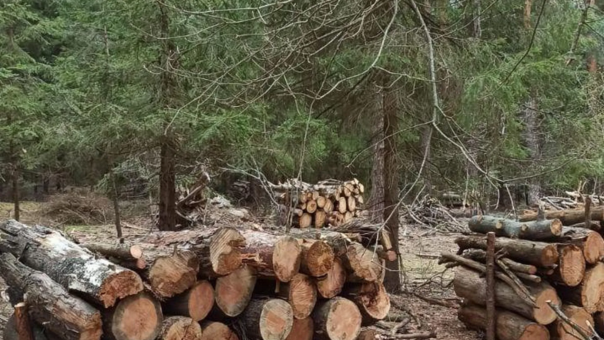 Свыше 1 тыс аварийных деревьев убрано в лесах Подмосковья с января