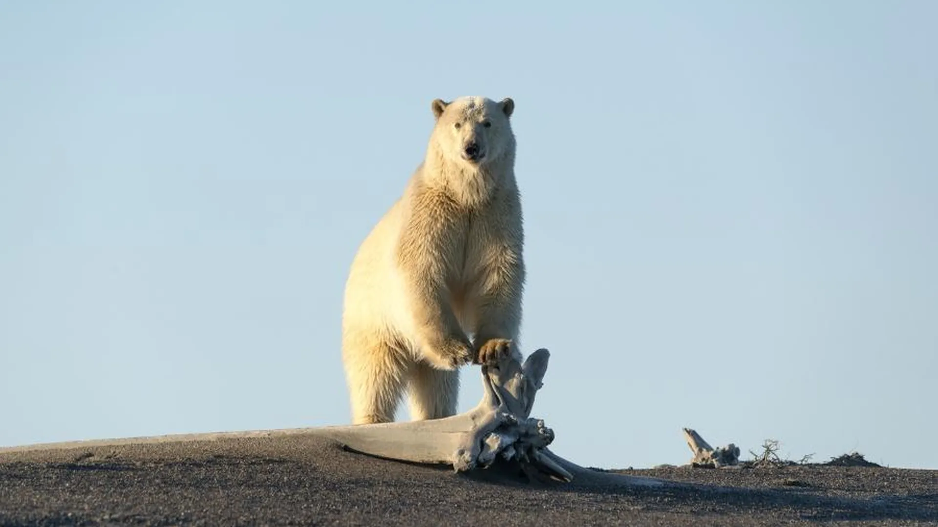 Белым медведям угрожает сокращение площади арктического льда — ученый Мизин