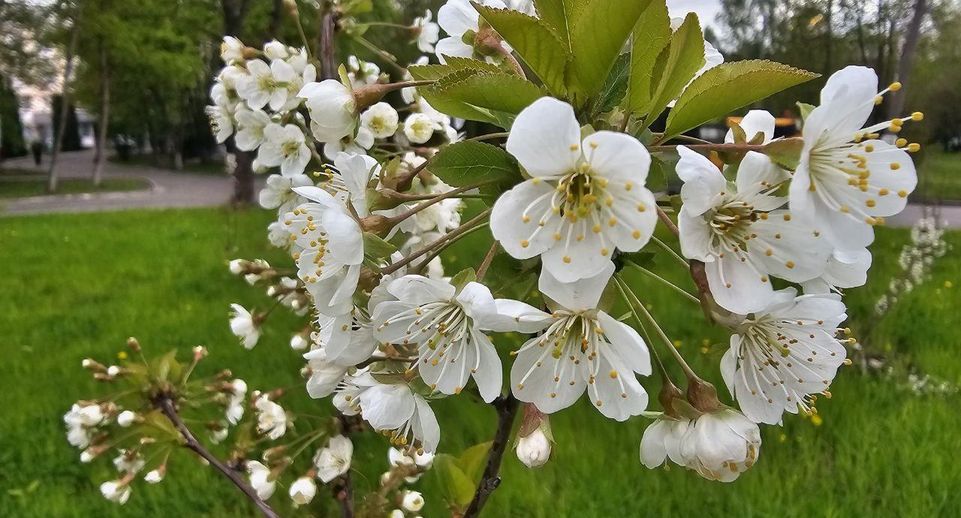На территории Видновского перинатального центра впервые зацвел вишневый сад