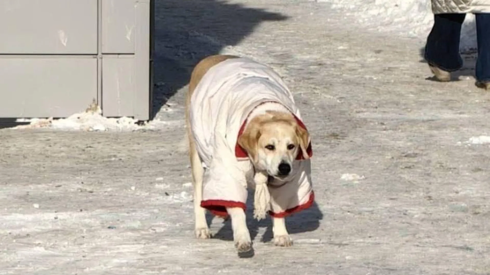 В Сургуте появилась бездомная собака‑модница с хорошими манерами