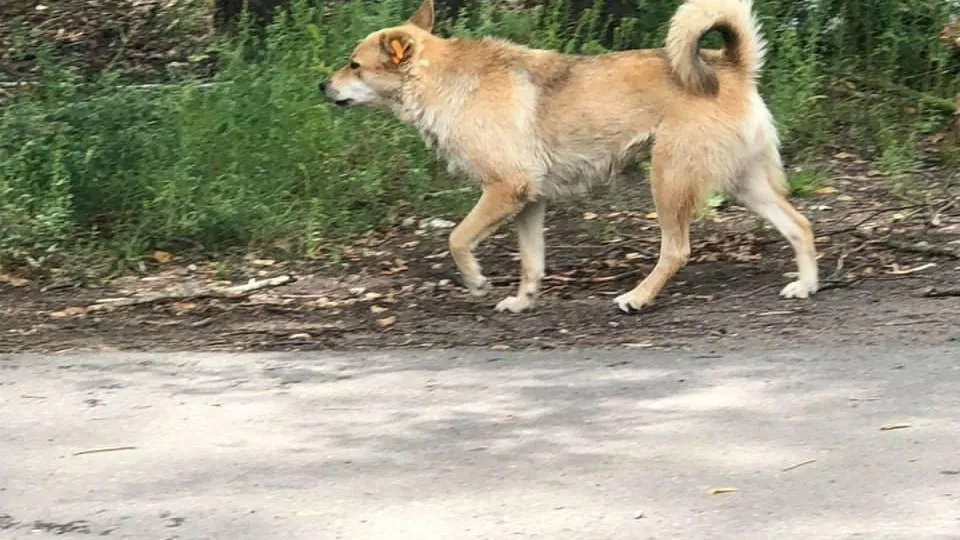 В Чехове проведен отлов и осмотр бездомных собак