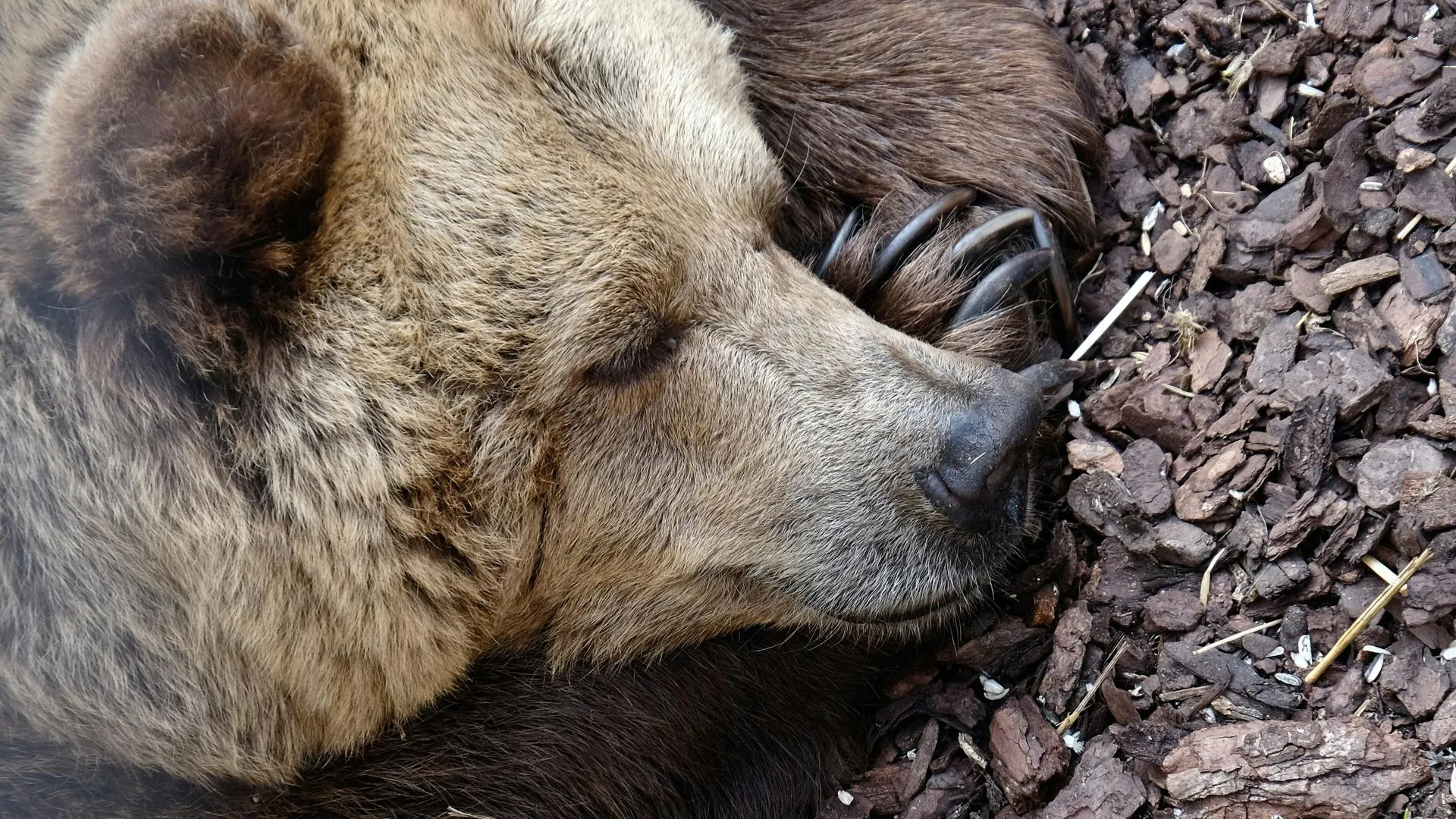 Жители Подмосковья сняли на видео медведя на дачном участке