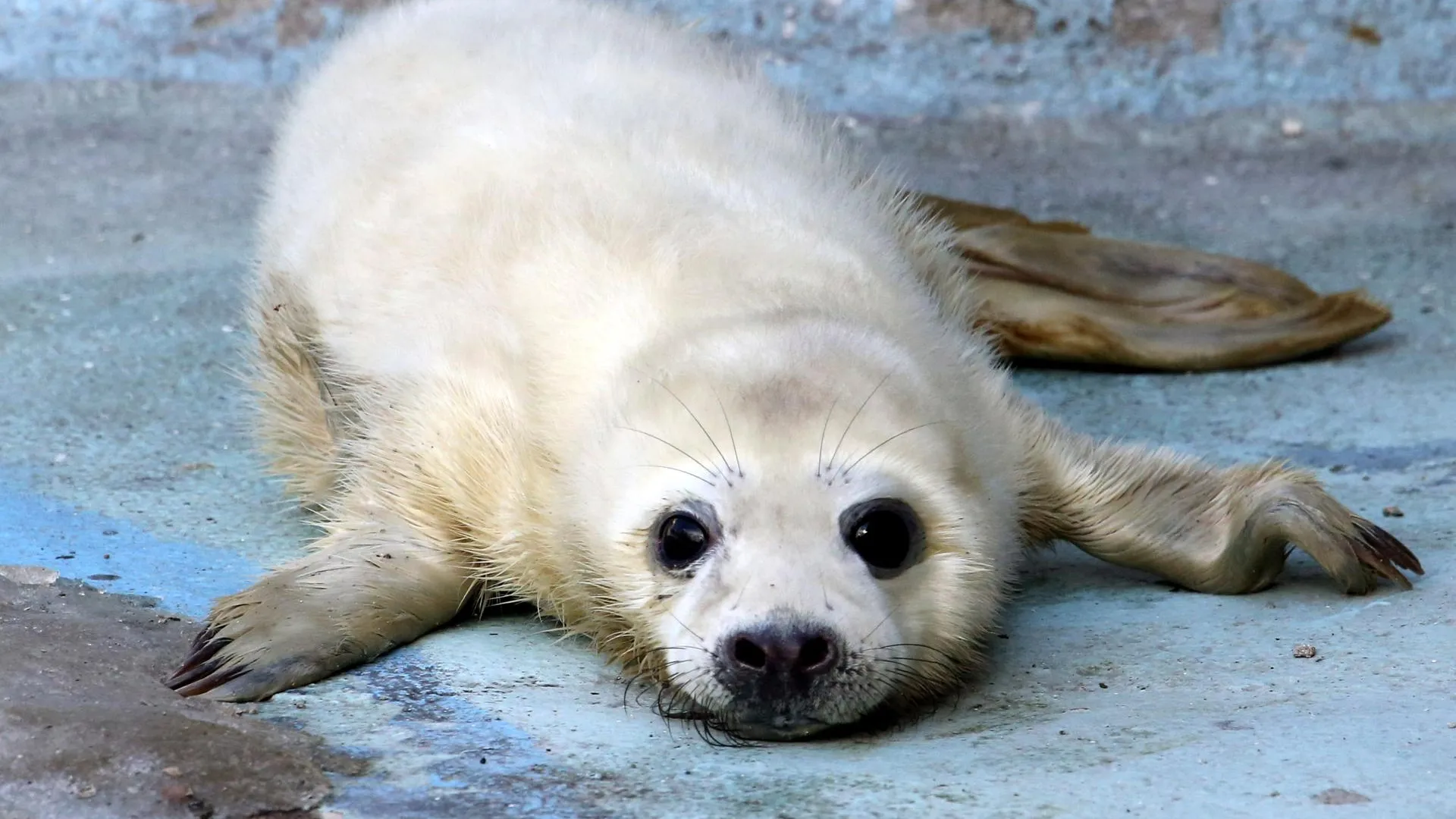 Биолог Соловьева: не все детеныши тюленей социальные