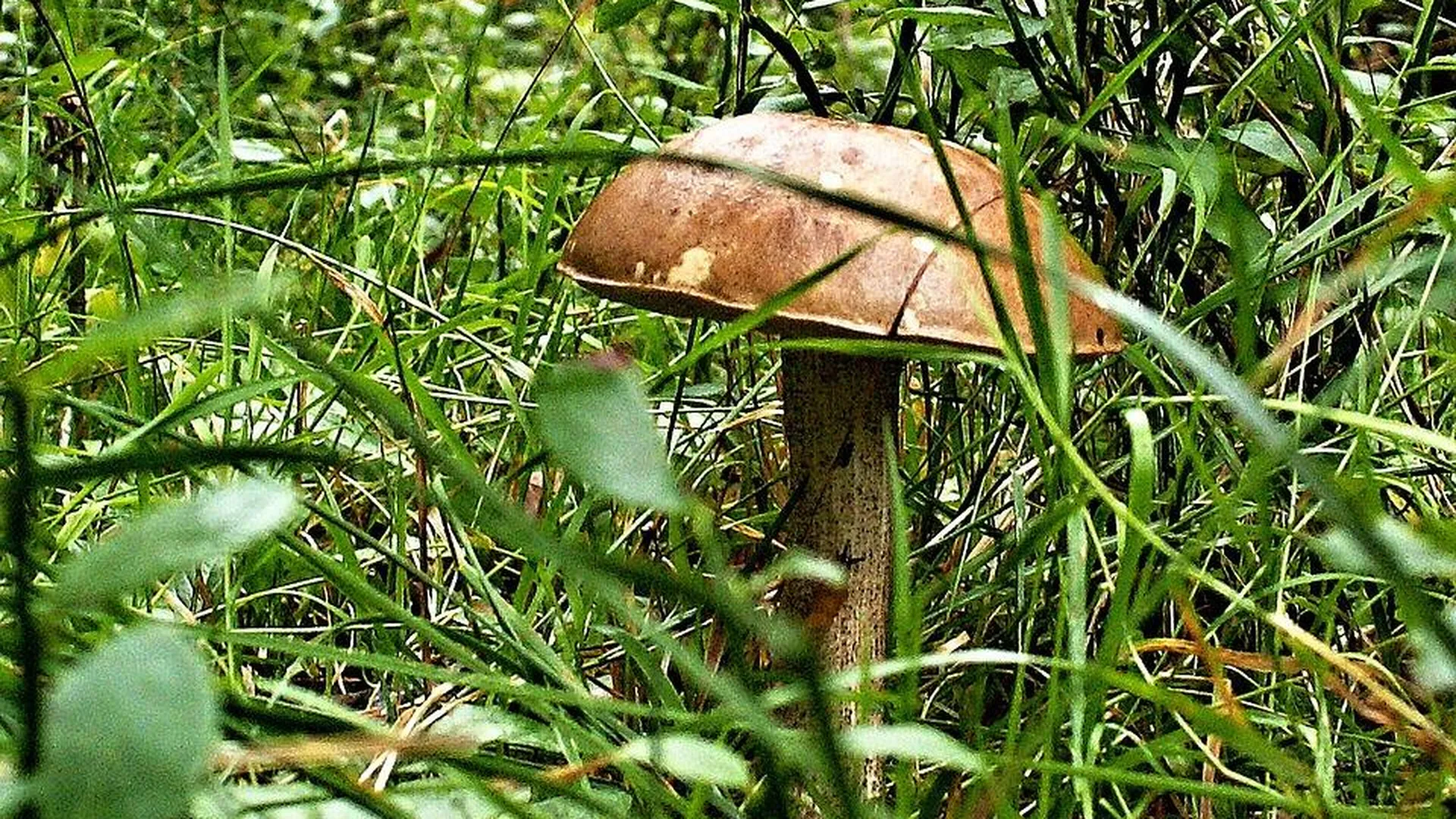 В Подмосковье начался летний грибной сезон