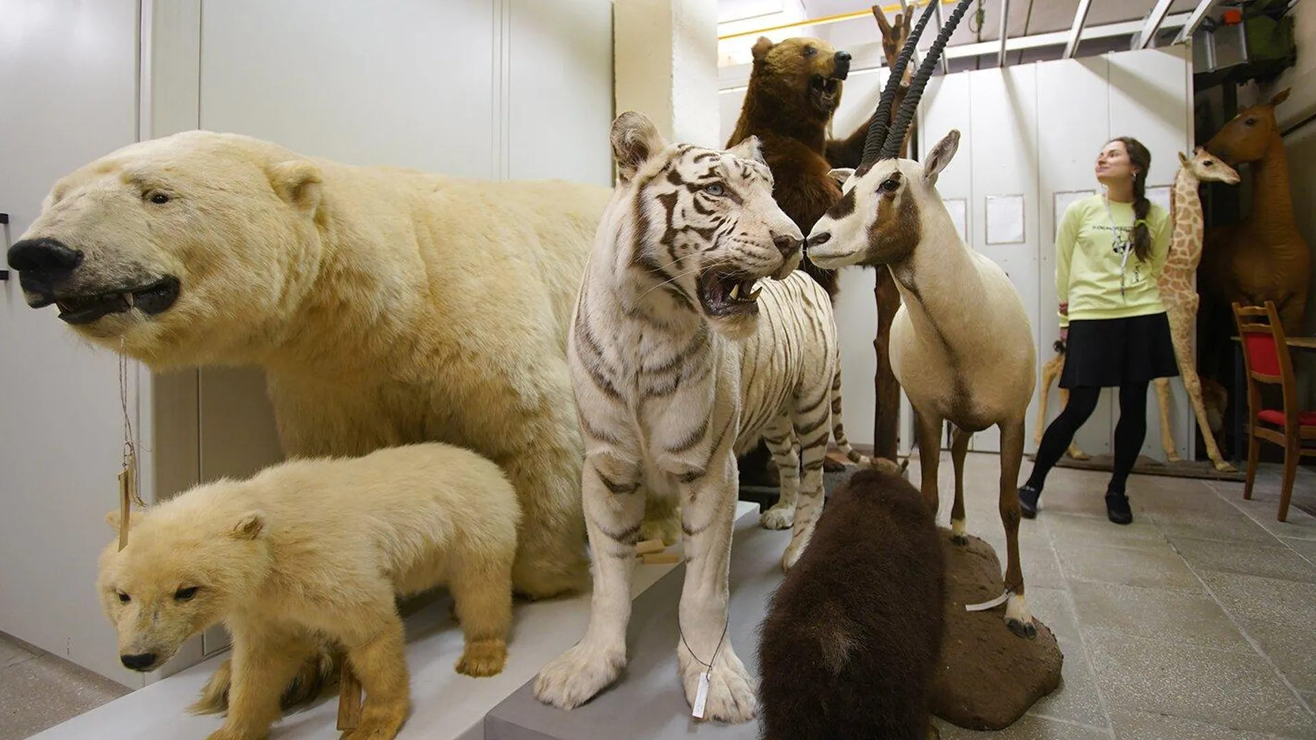 Более 400 тыс экспонатов хранятся в запасниках столичного Дарвиновского музея