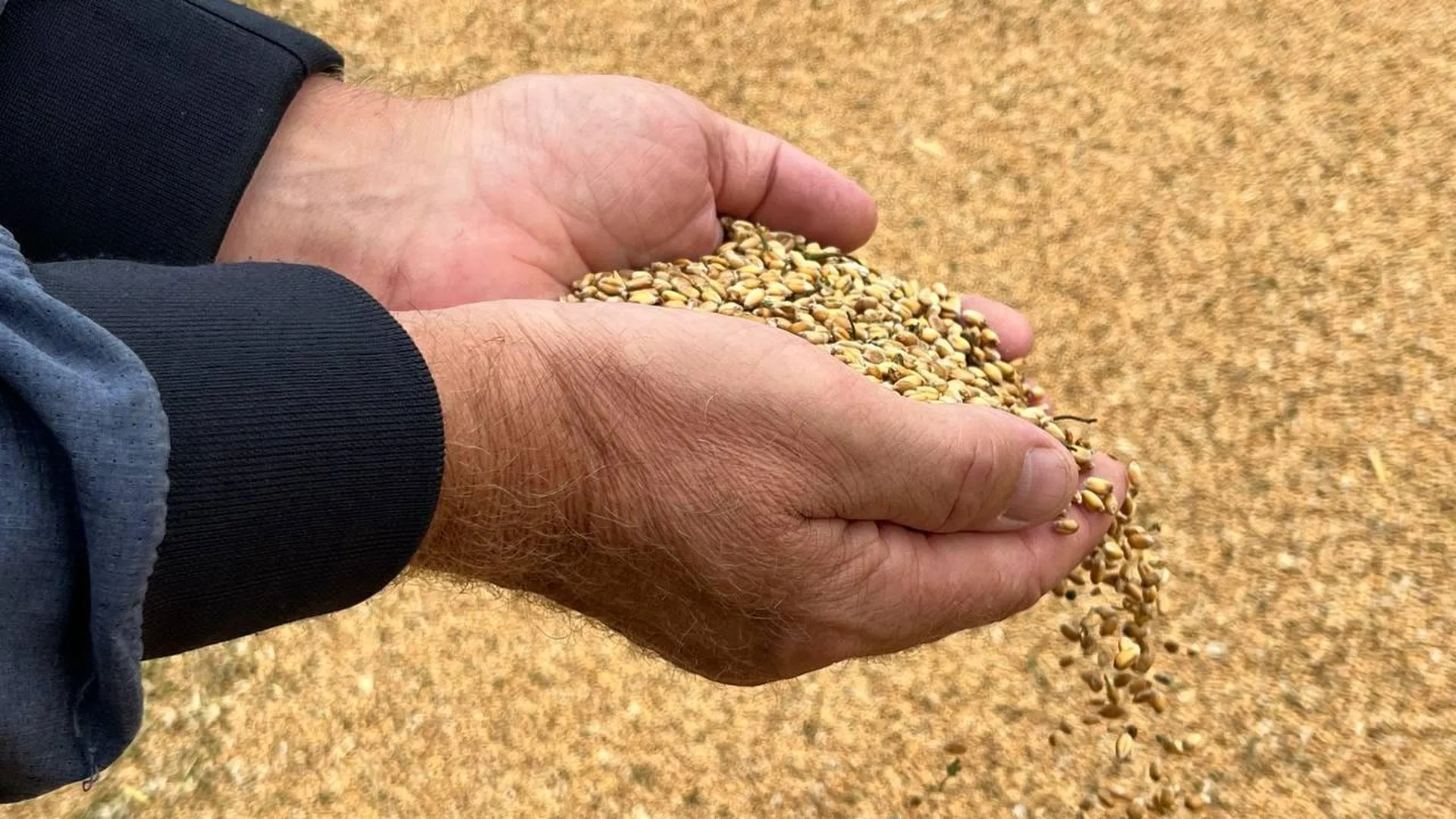Франция и Польша призвали ЕК ужесточить ограничения на импорт зерна с Украины