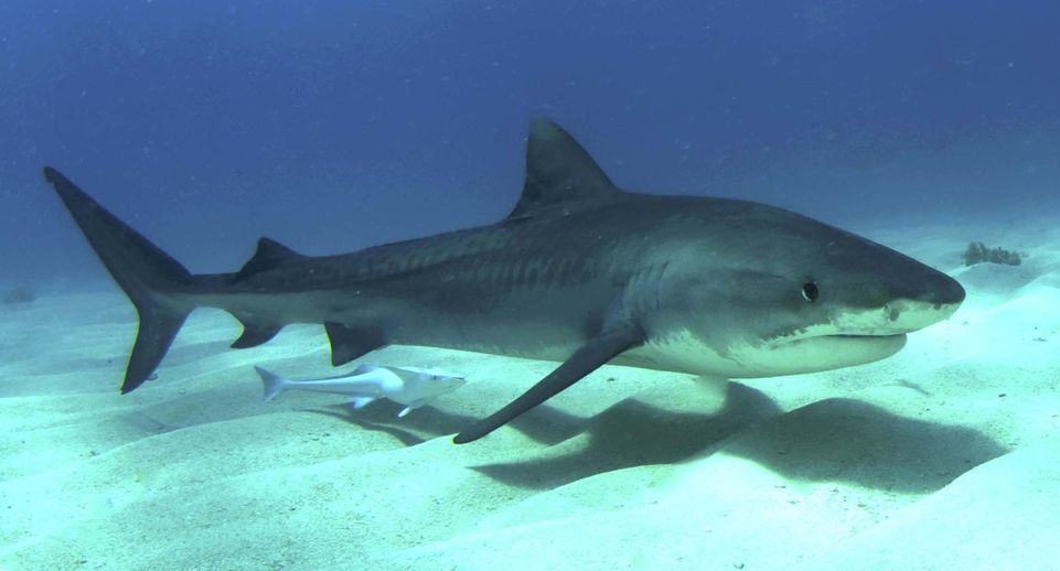 Во Флориде рыбак случайно поймал четырехметровую тигровую акулу