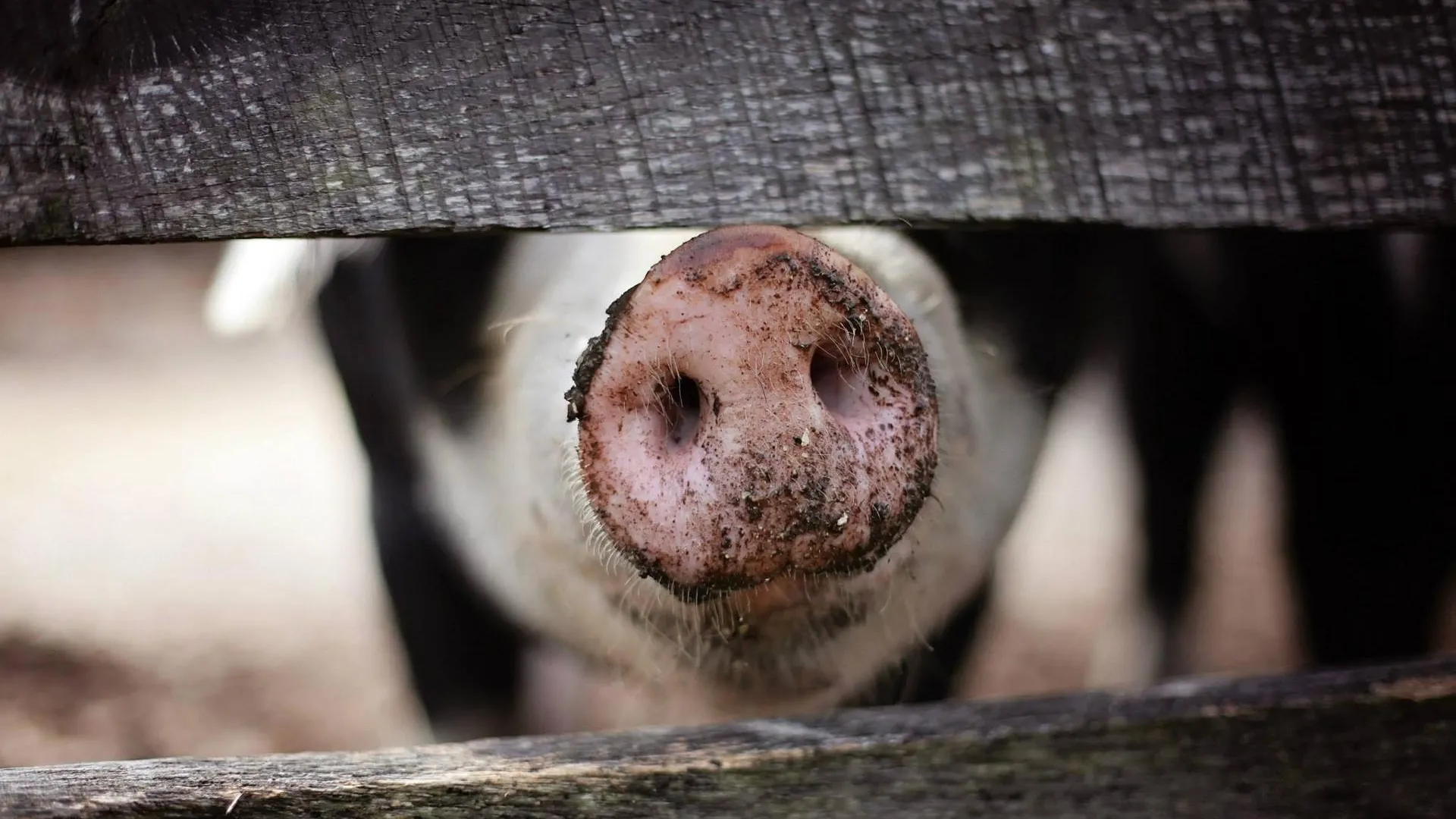 На Украине нашли свалку трупов свиней с признаками африканской чумы