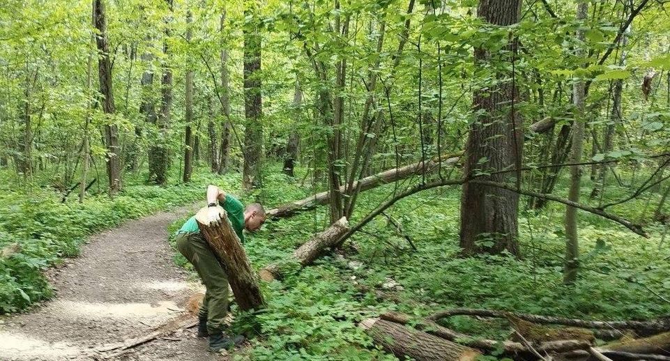 Подмосковные лесничие очистили лесную тропинку от упавших деревьев в Подольске