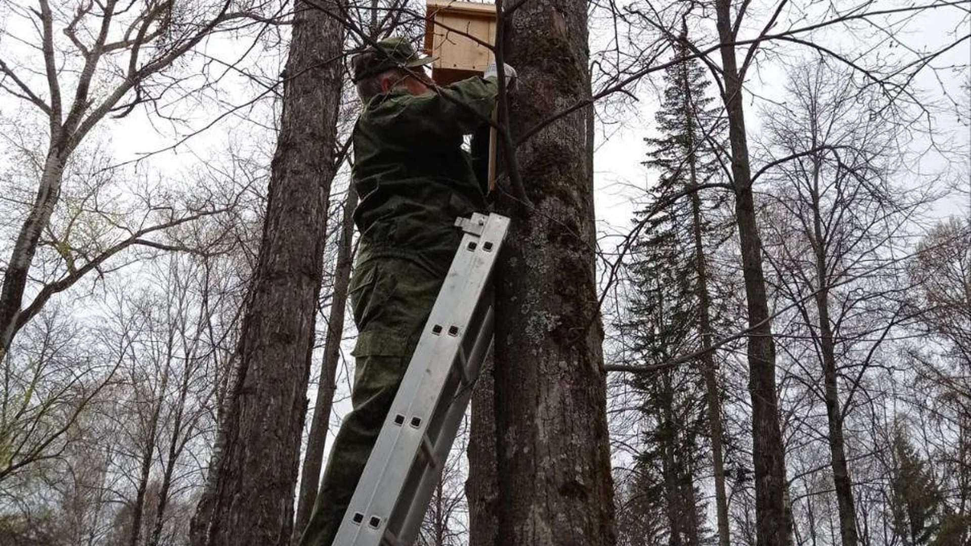 Книга Темные Птицы Дмитров Купить
