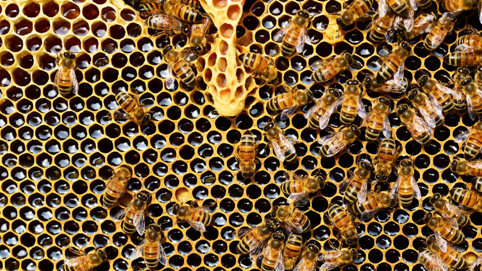 Подмосковному хозяйству выделили 1,2 млн рублей на развитие пчеловодства
