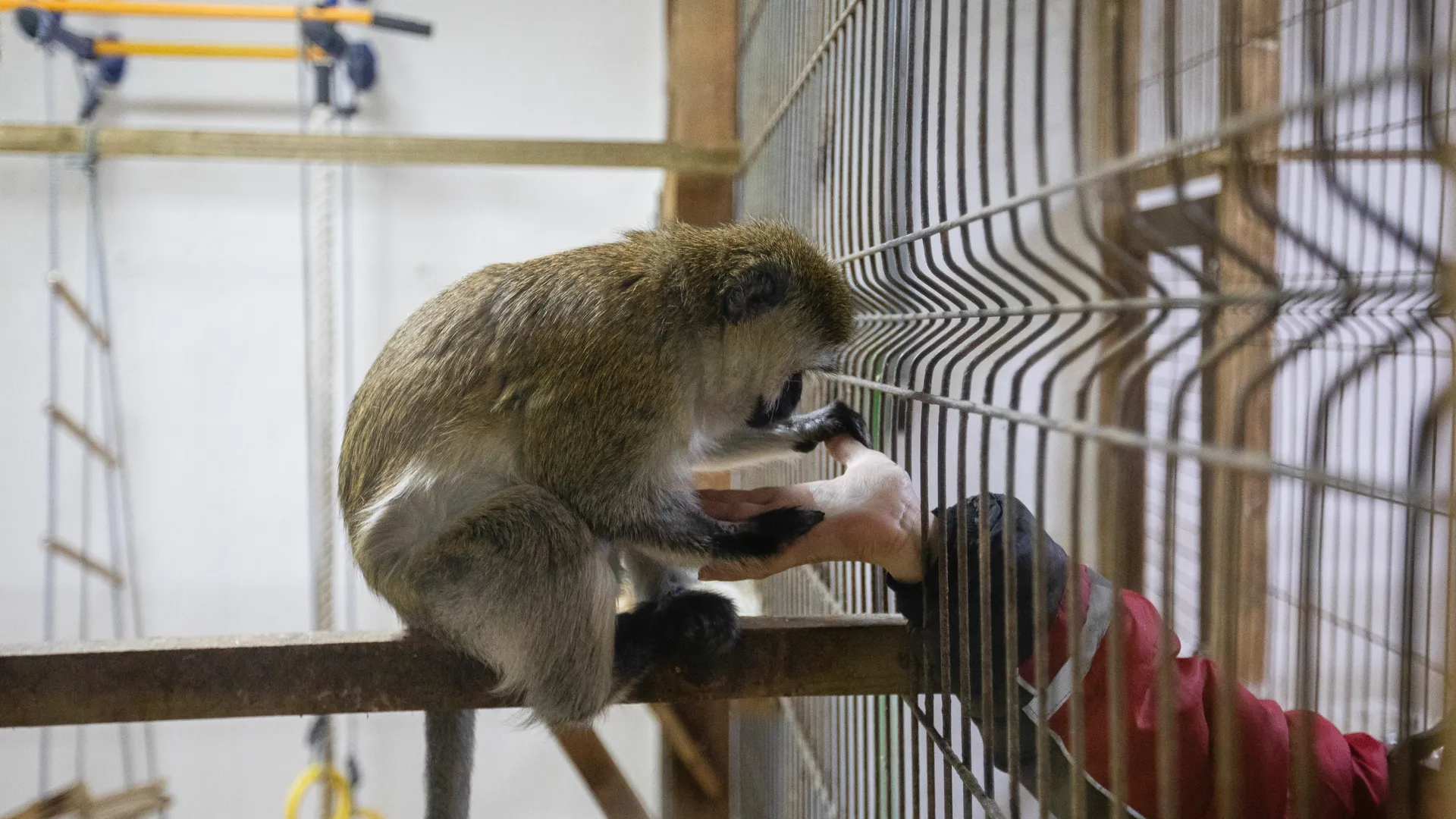 В России запретили интернет-объявления о продаже редких обезьян