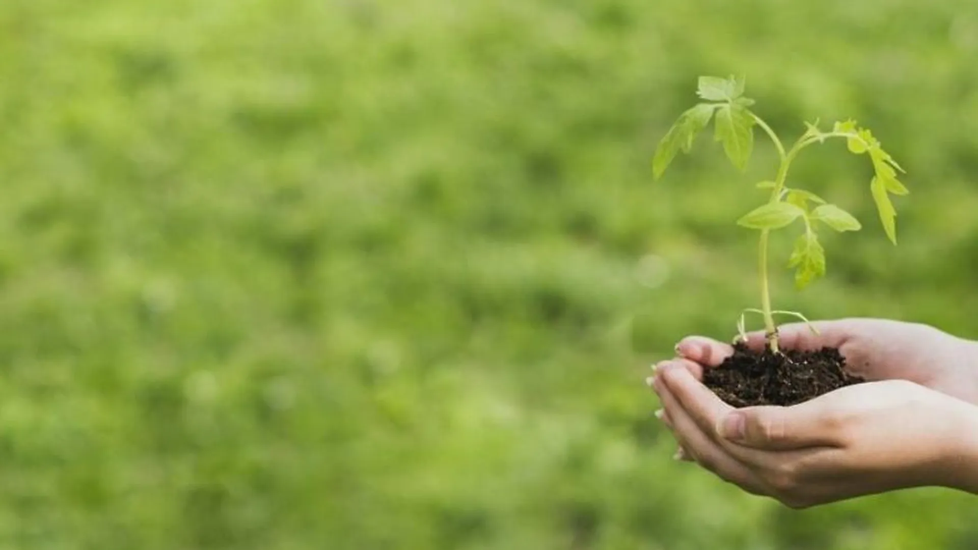 Жители Подольска могут поучаствовать в экомарафоне «Сдай макулатуру — спаси дерево!»