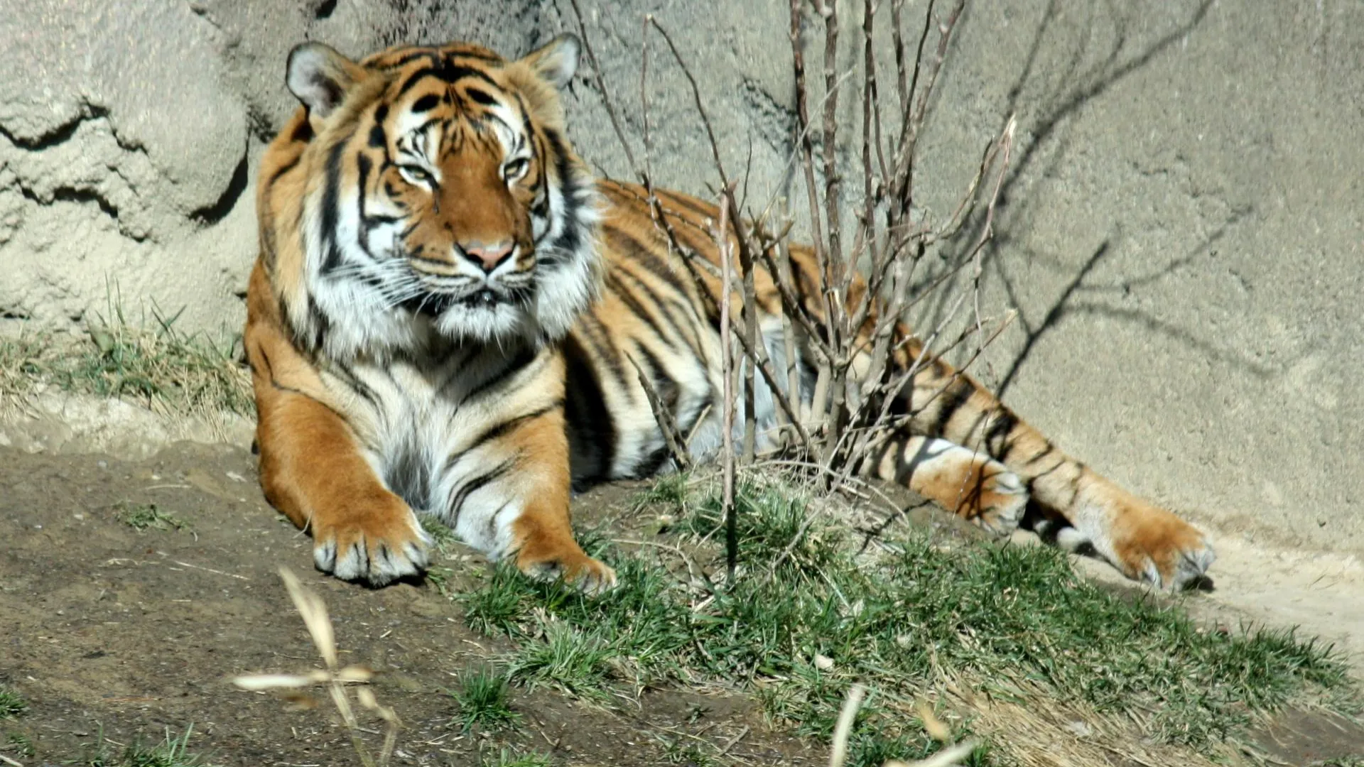 Полное уничтожение грозит популяции самых маленьких тигров в мире