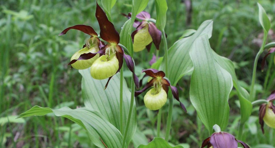 Редкие орхидеи распустились впервые в лесах Подмосковья