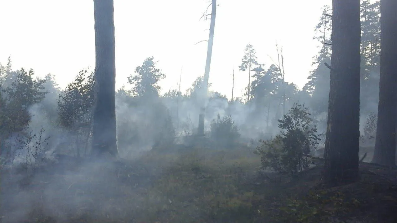 Лесной пожар потушен в Ногинске