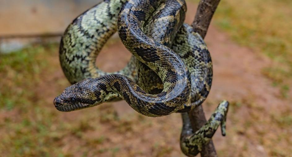 В Индии мужчина насмерть закусал змею за то, что она на него напала