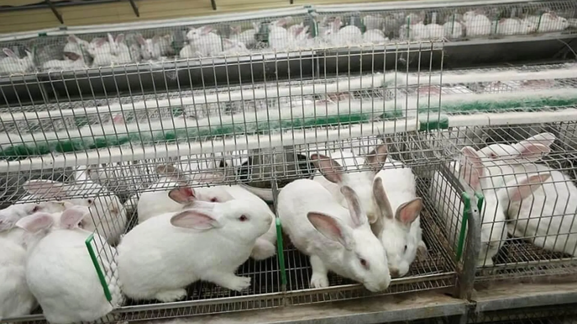 Более 35 тысяч кроликов разводят в Подмосковье