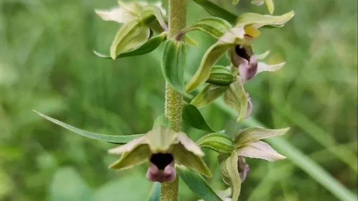 Редкая орхидея расцвела в лесах Коломны