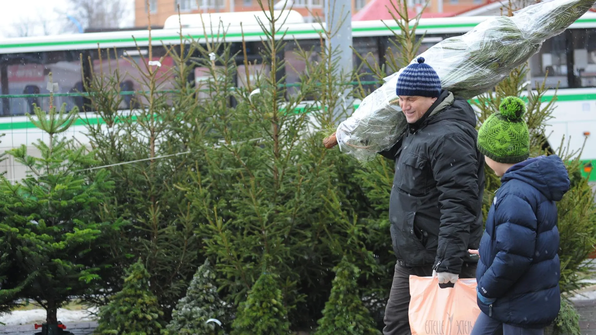В Московской области елочные базары заработают с 15 декабря