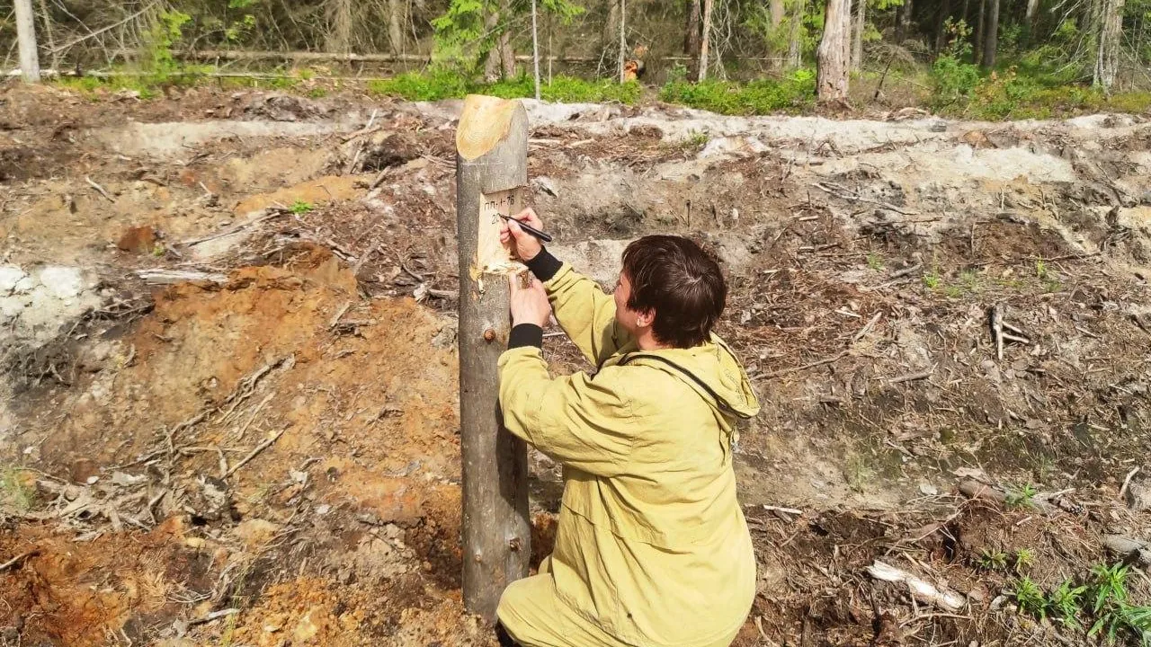 Шатурские лесничие оценили качество работ по лесовосстановлению