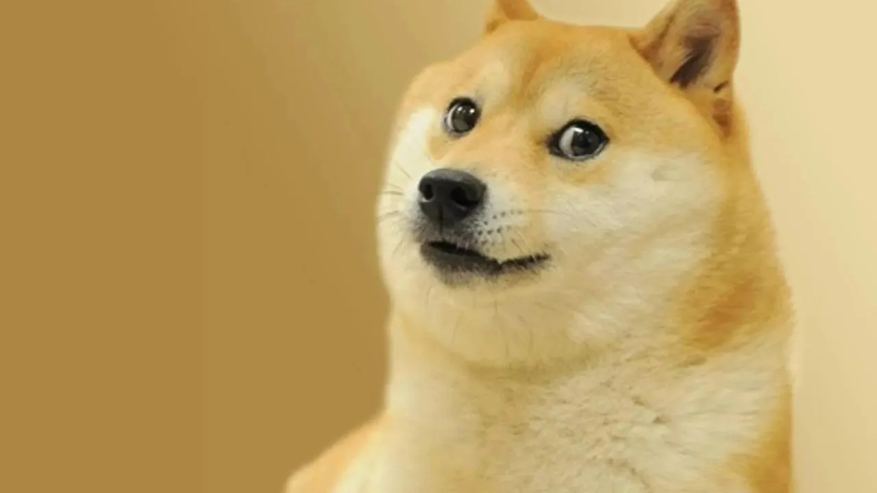 В Японии умерла собака из популярного мема Doge