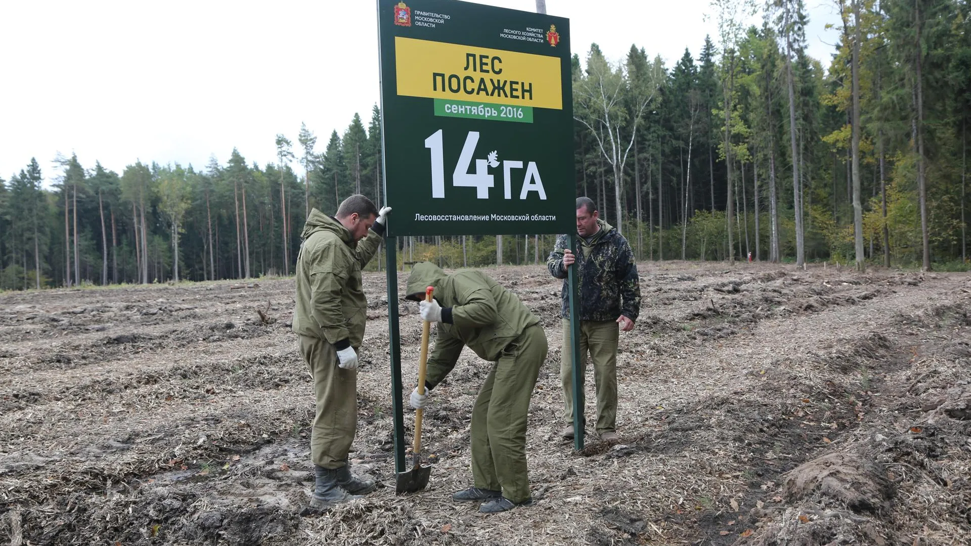 Информационные щиты начали устанавливать в Подмосковье на участках с молодым лесом