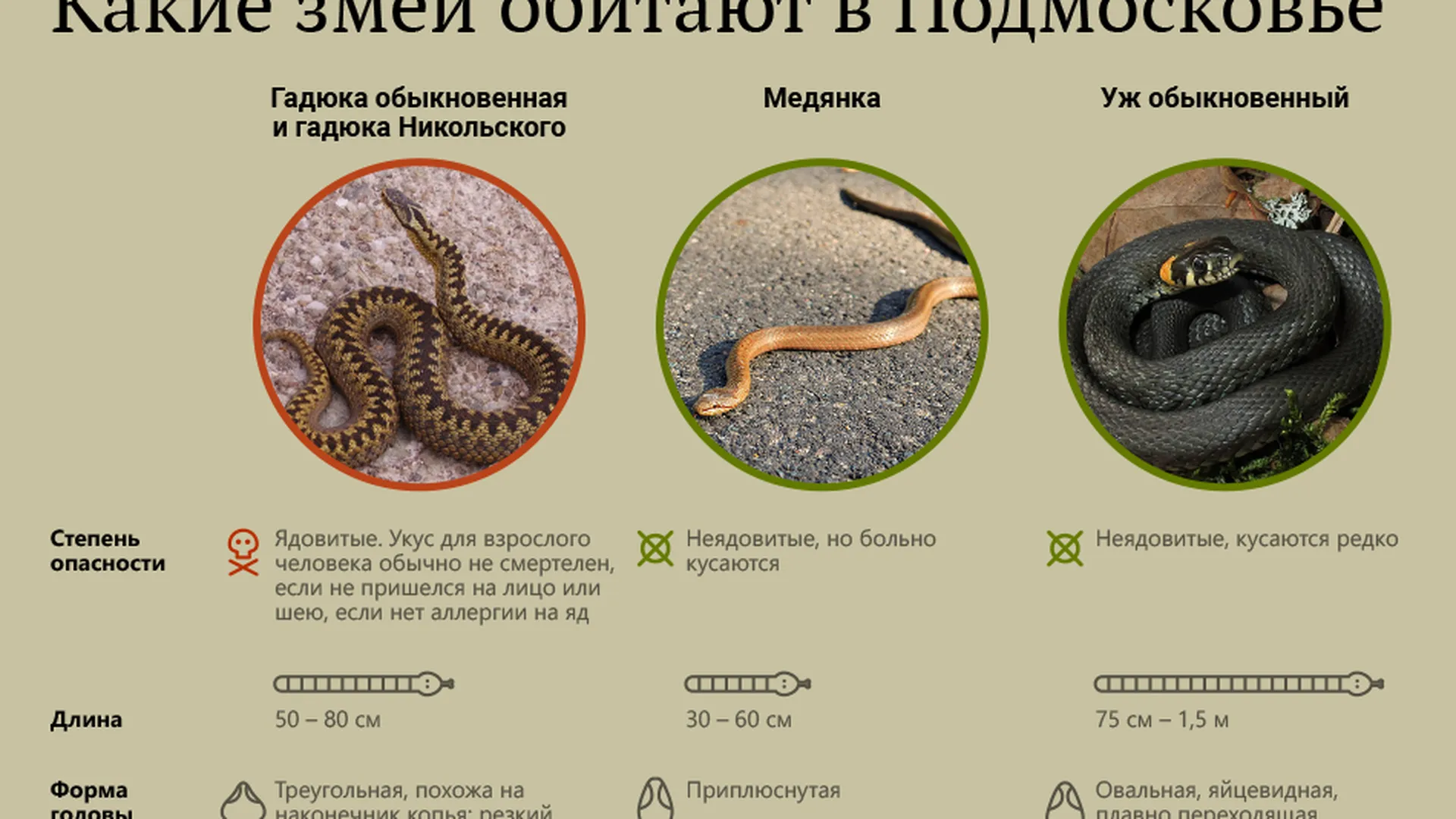 Гадюка Фото Змеи В Подмосковье