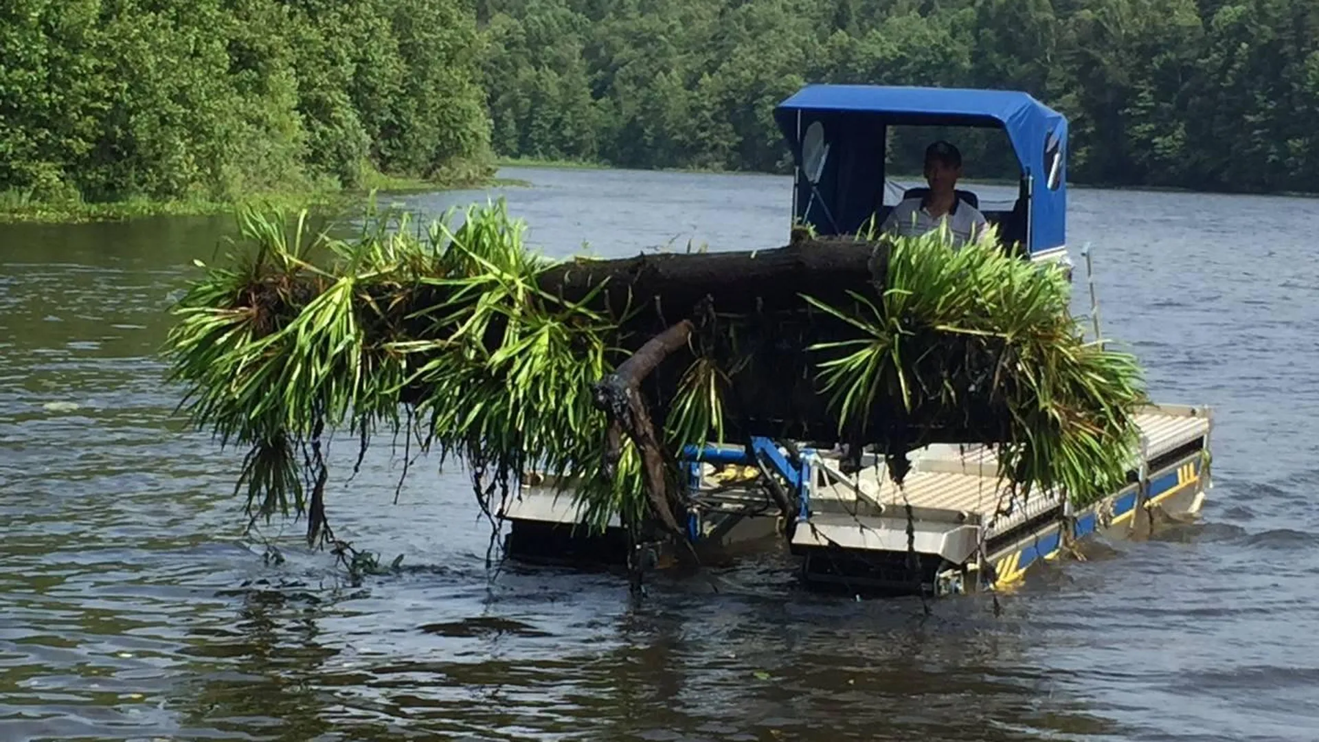 Нижний пруд в селе Вельяминово в Домодедове расчистили по просьбе жителей