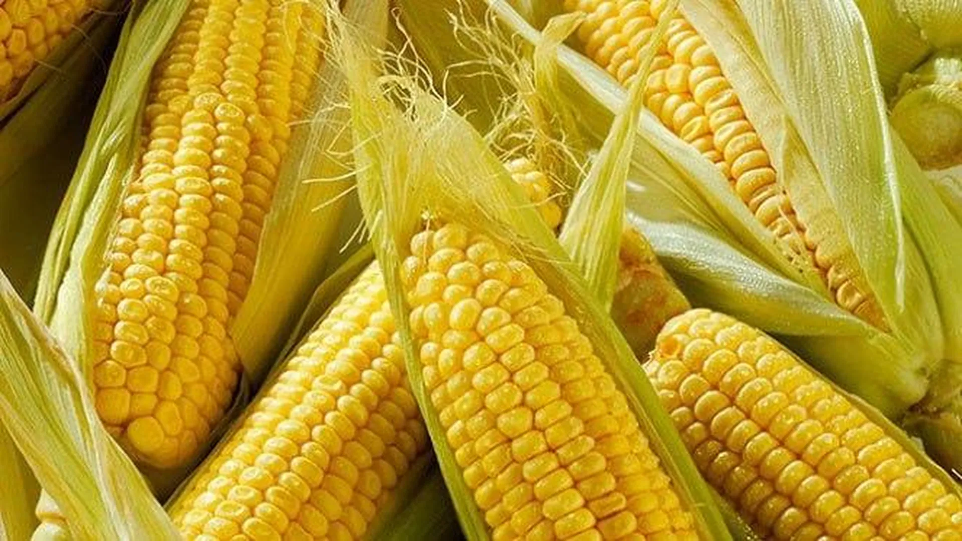 Цена Кукурузы В Северной Осетии