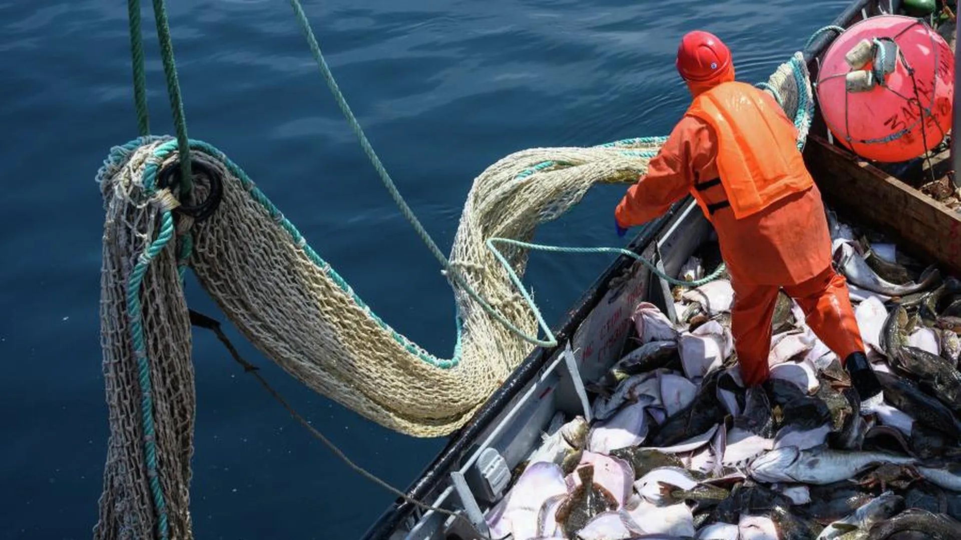 С начала года вылов рыбы в РФ увеличился на 9%