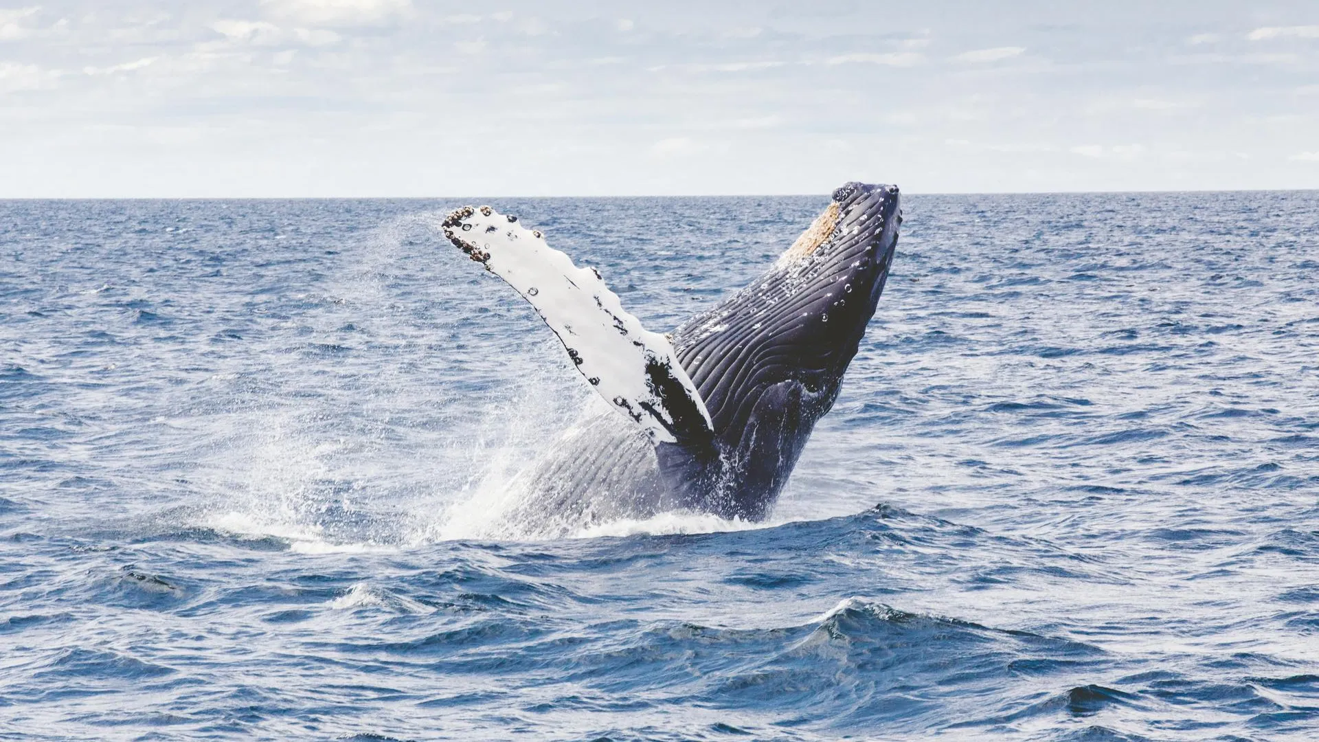 LiveScience: 7 тысяч горбатых китов погибли за 10 лет из‑за потепления