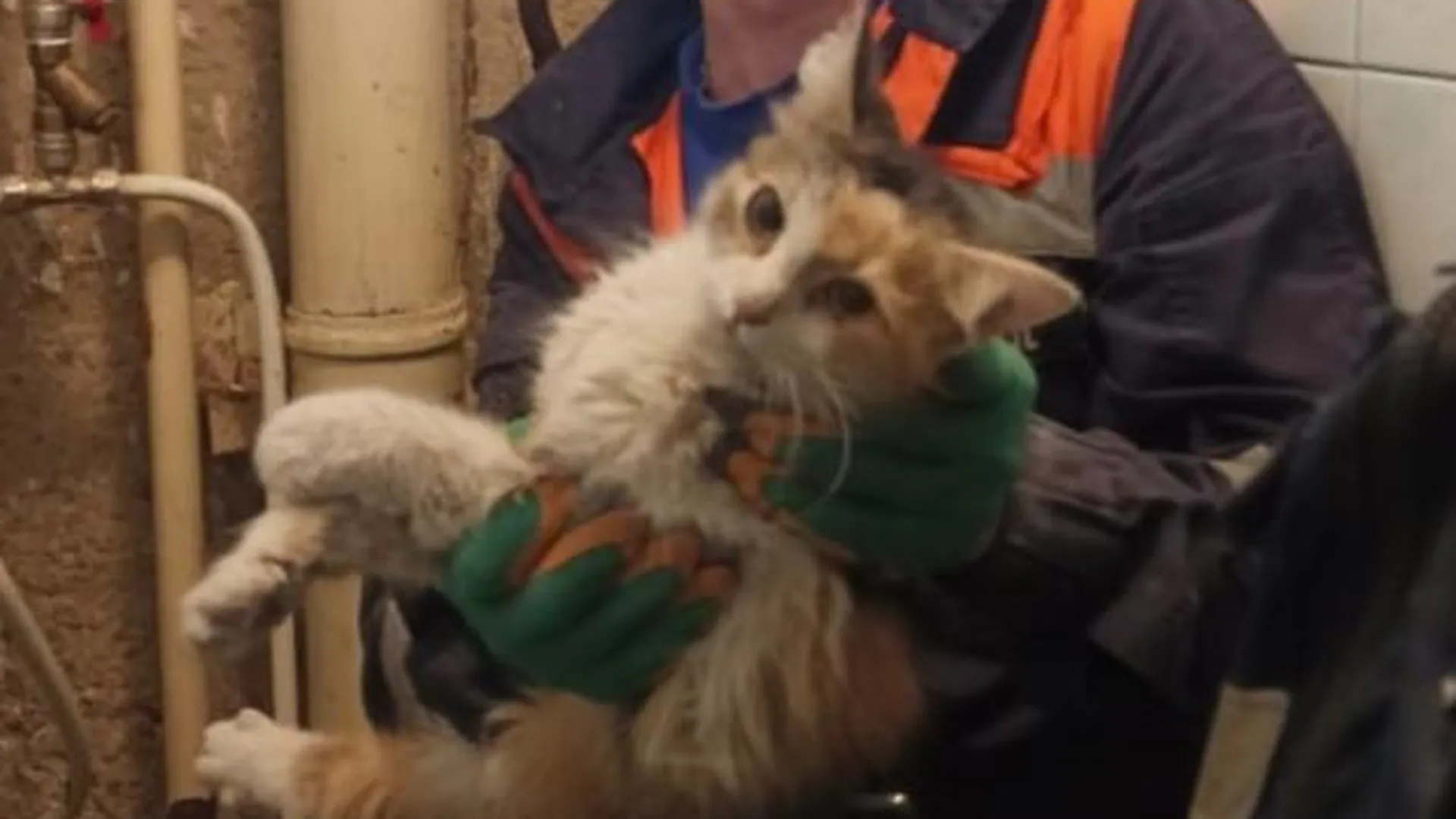 Работники «Мособлпожспаса» в Сергиевом Посаде спасли застрявшую в вентиляции кошку
