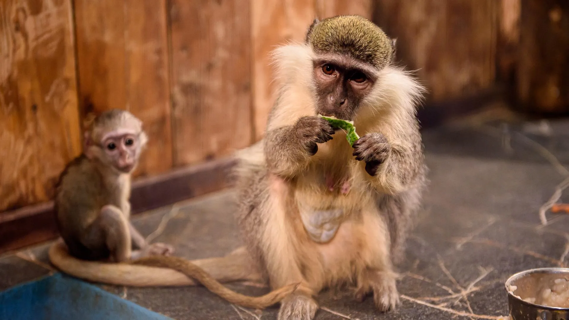 Названы основные шаги по борьбе с оспой обезьян в России