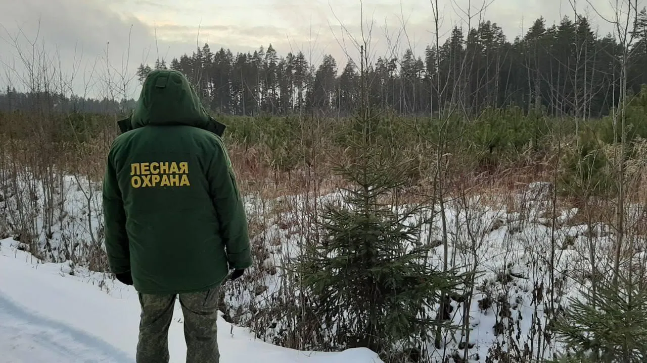 В Истре создано 20 маршрутов патрулирования для пресечения незаконной рубки ели