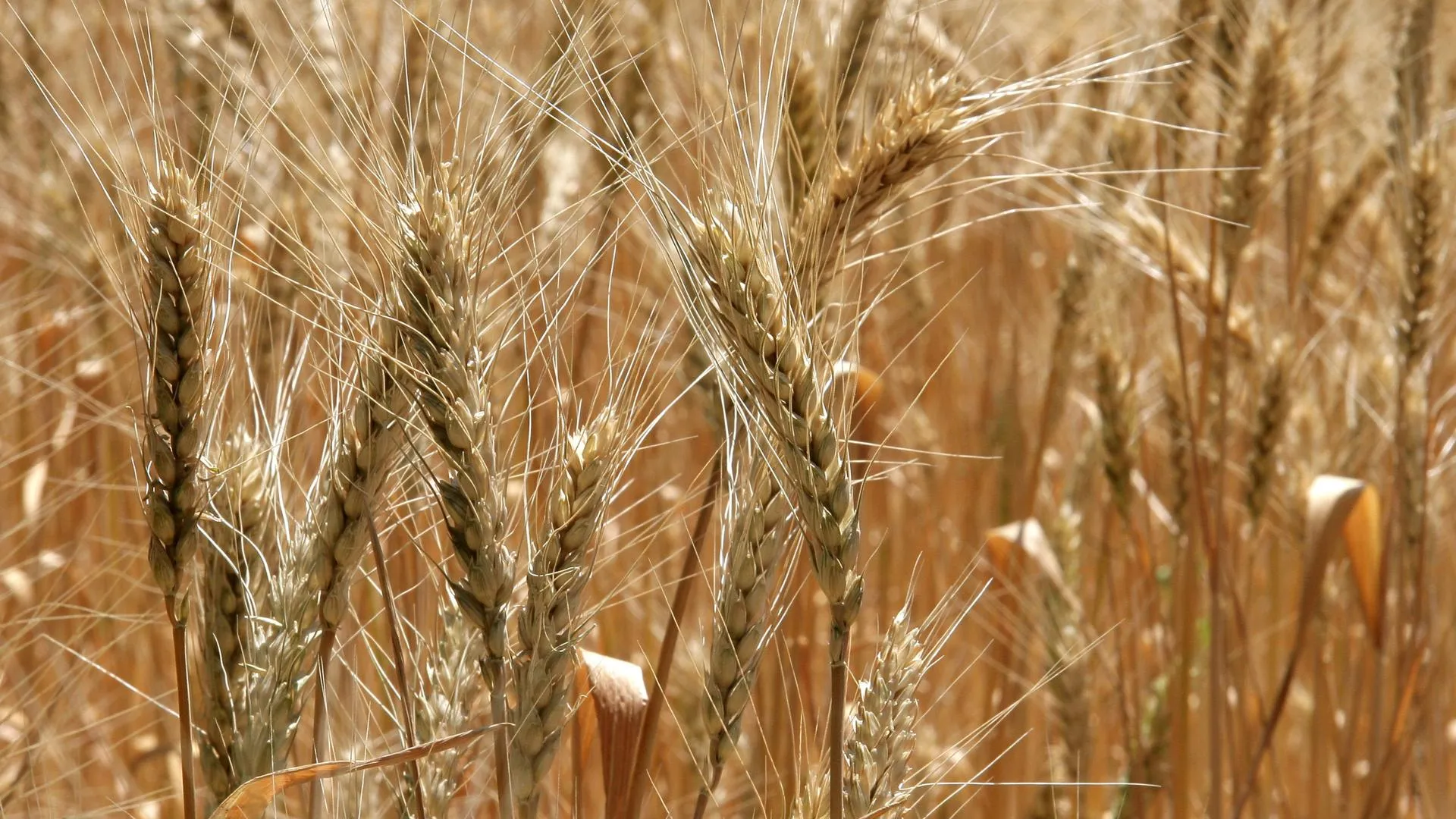 Российская пшеница стала дорожать на мировых рынках