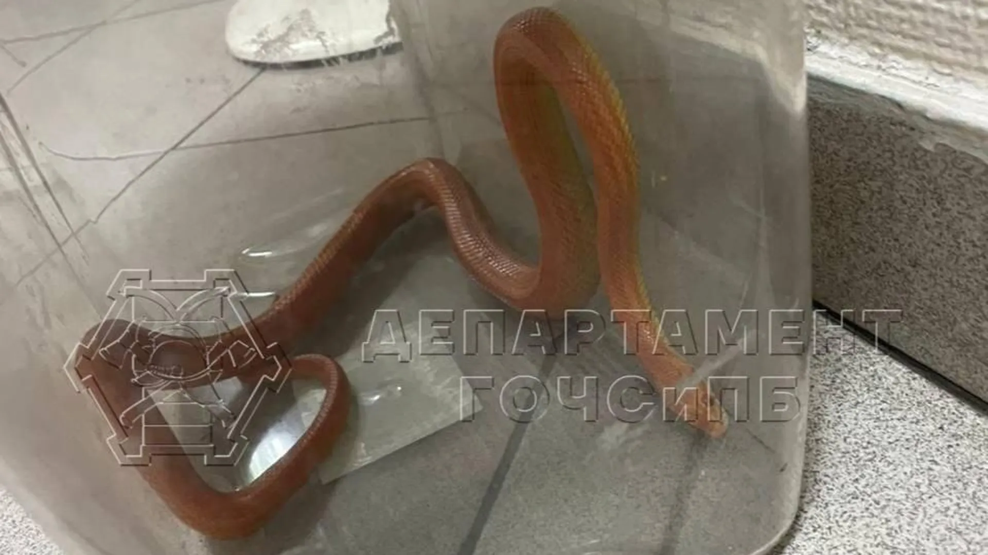 Змея заползла в квартиру в районе Северное Медведково