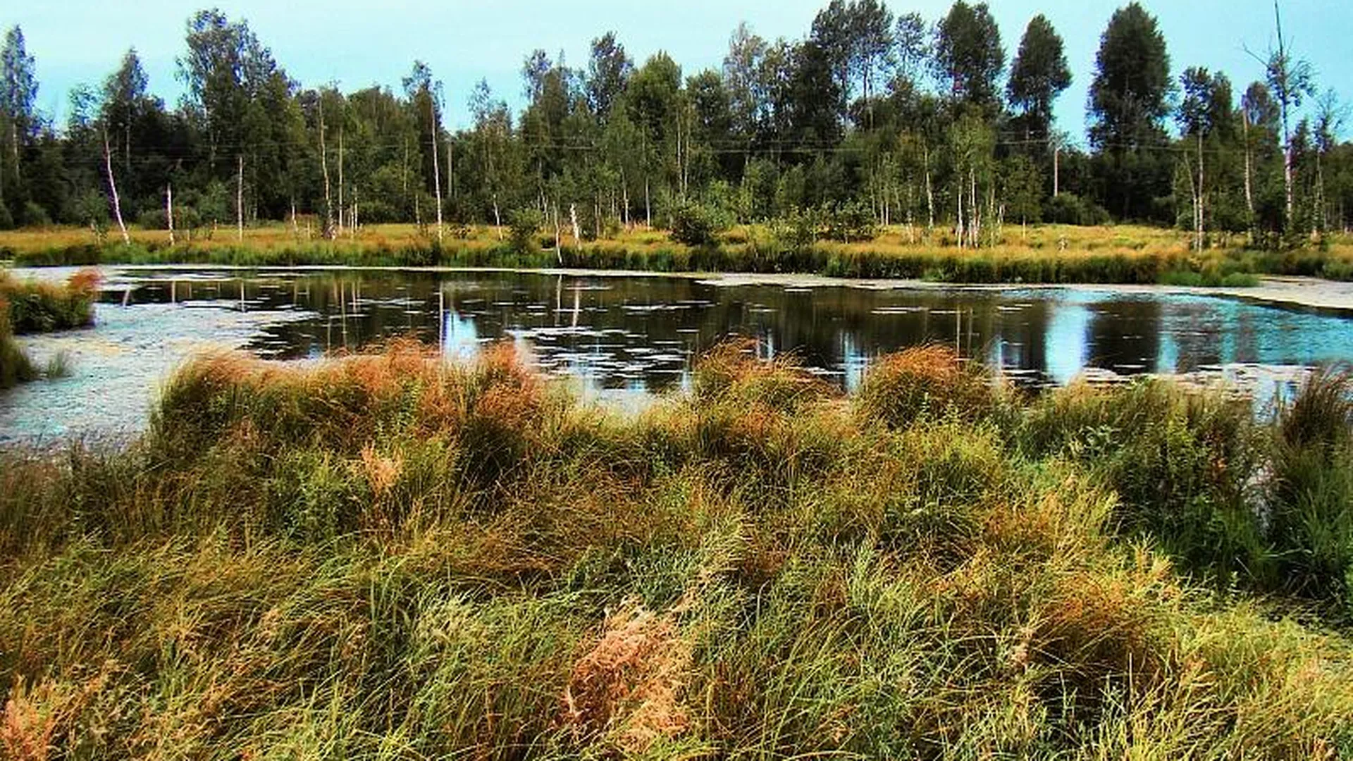 Роль болот в регулировании экологической ситуации отметили в Минэкологии Подмосковья