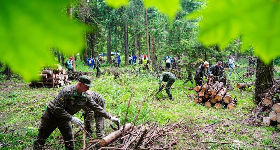 Акция «Чистый лес» состоялась в округе Шатура