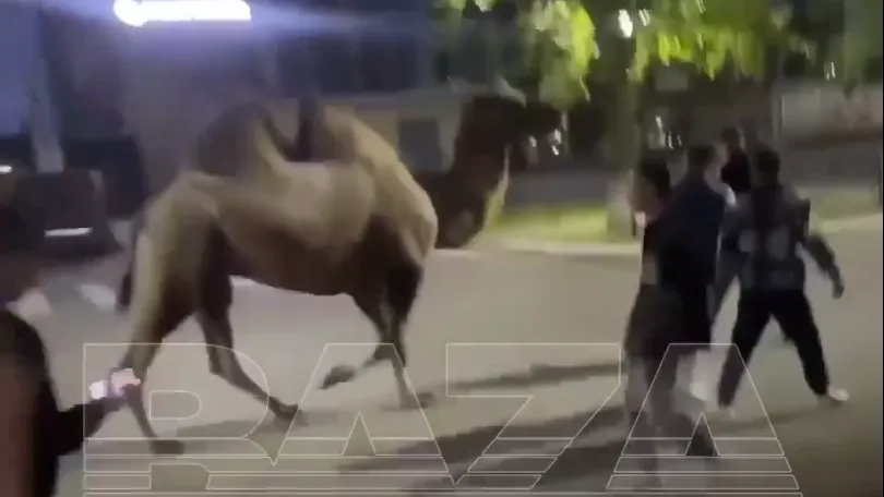 «Это перебор»: в Нефтекамске местные жители украли верблюда из цирка-шапито