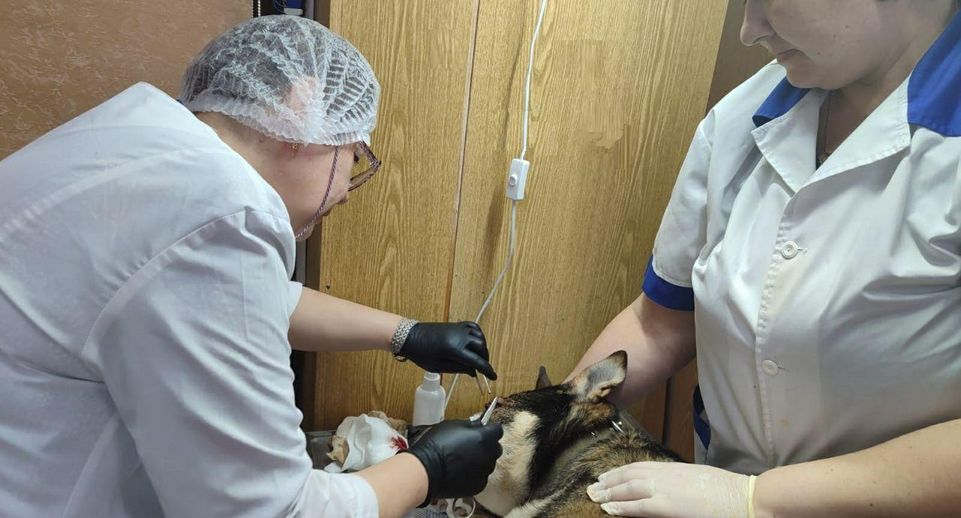 Ветеринары Подмосковья помогли собаке с резаной раной от металлического забора